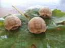 cache_2485441368.webp