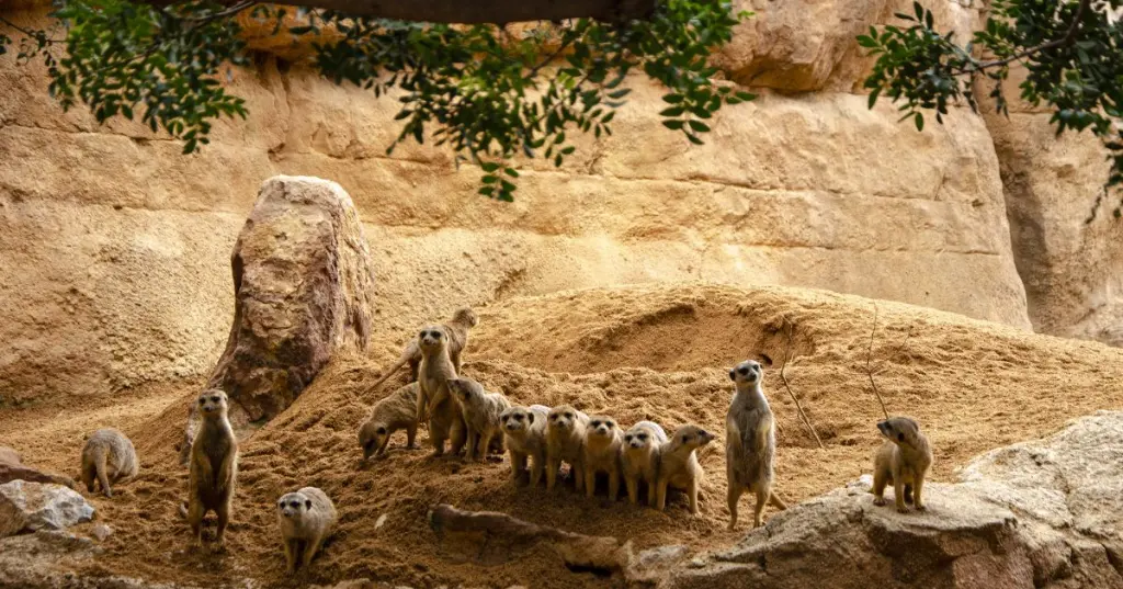 Suricatas-en-la-sabana-africana-de-BIOPARC-Valencia-septiembre-2019-1200x630-1.webp
